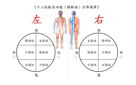 三陽三陰|十二經脈在身體的分佈